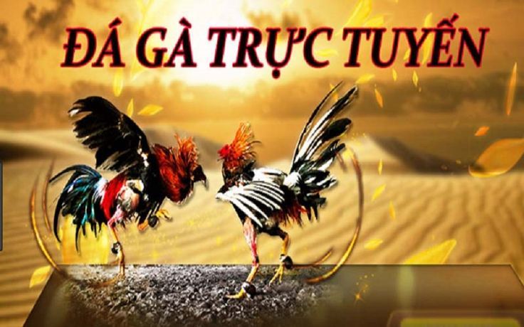 Link đá gà tại 88aa
